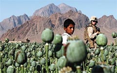 afghanistan opium fields sm 81252